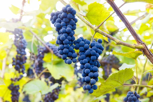 Primer plano de las uvas de vino tinto que cuelgan de la vid por la tarde — Foto de Stock