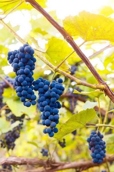 Primer plano de las uvas de vino tinto que cuelgan de la vid por la tarde — Foto de Stock