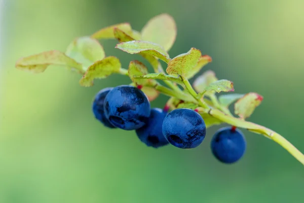 Brindille de bleuet, arbuste de bleuets dans une forêt en été. Macro — Photo