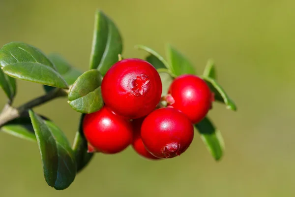 The ripe, fresh berries of cowberries (lingonberry, partridgeber — Stock Photo, Image