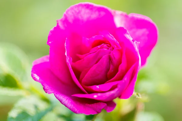 美しいピンクのバラのマクロ。ソフト フォーカス. — ストック写真