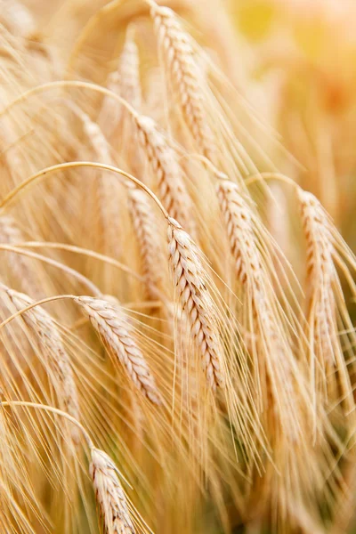 Pere di grano dorato o primo piano di segale. Un raccolto fresco di segale. Campo di applicazione — Foto Stock