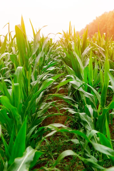 Green corn field in sunset light. — Stock Photo, Image