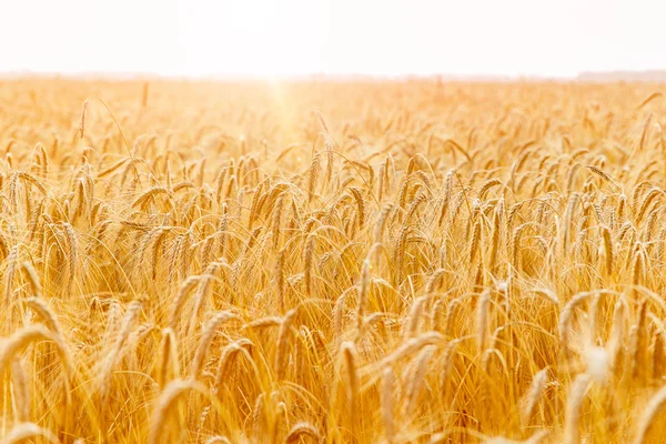 Pere di grano dorato o primo piano di segale. Un raccolto fresco di segale. Campo di applicazione — Foto Stock