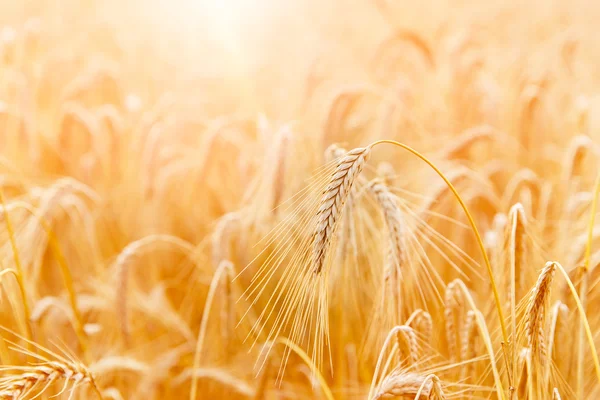 Pere di grano dorato o primo piano di segale. Un raccolto fresco di segale. Campo di applicazione — Foto Stock