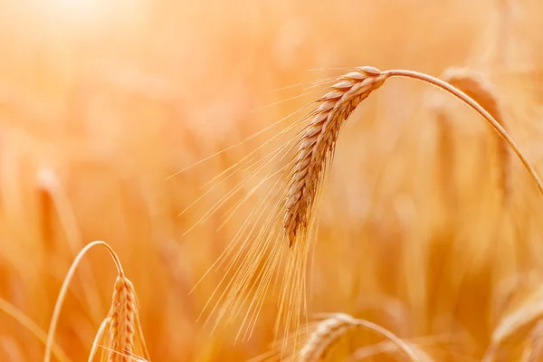 Pere di grano dorato o primo piano di segale. Un raccolto fresco di segale. Campo di applicazione — Foto Stock