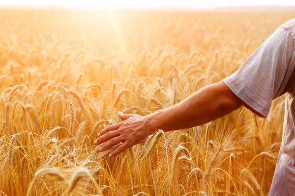 Un uomo con le spalle allo spettatore in un campo di grano toccato da — Foto Stock