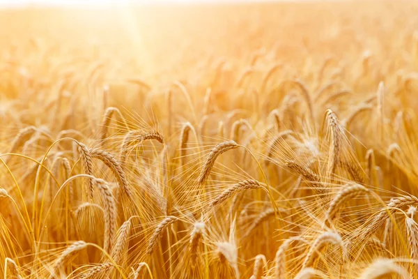 Pere di grano dorato o primo piano di segale. Un raccolto fresco di segale. Campo di applicazione — Foto Stock