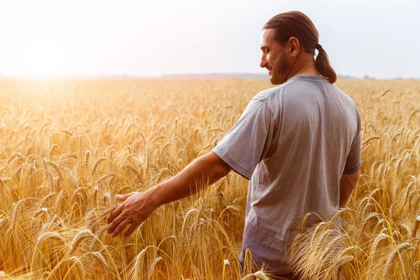 A man with his back to the viewer in a field of wheat touched by — Stock Photo, Image