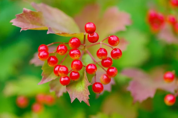 Closeup of bunches of red berries of a Guelder rose or Viburnum. — Stock Photo, Image