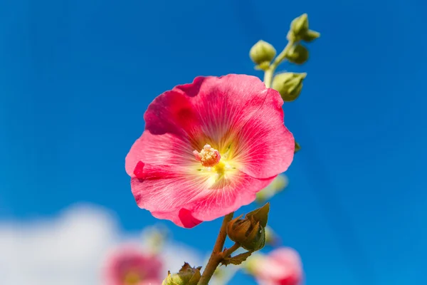 明亮的粉红色冬虫马 (alcea rosea) 正在花园里绽放。商场 — 图库照片