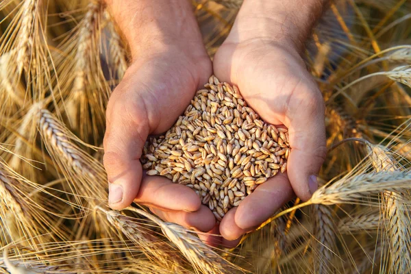 Le mani di un contadino in primo piano con una manciata di chicchi di grano — Foto Stock