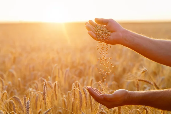 Le mani di un contadino da vicino versano una manciata di chicchi di grano in — Foto Stock