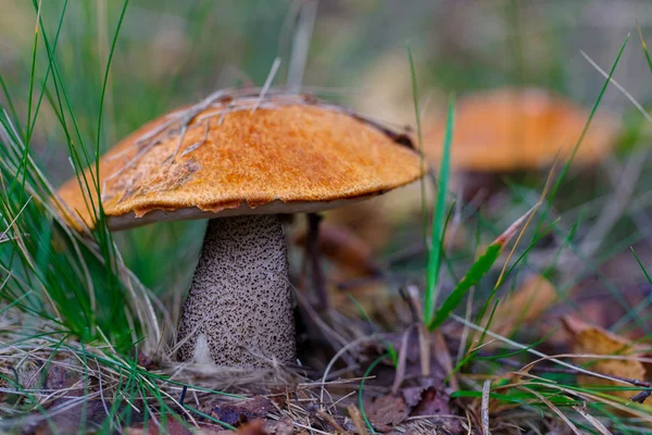 Лесные грибы оранжевый колпак boletus в траве . — стоковое фото