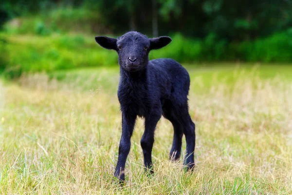 草原の小さな黒い赤ちゃんヤギ. — ストック写真