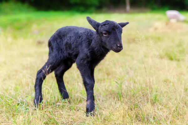 草原の小さな黒い赤ちゃんヤギ. — ストック写真