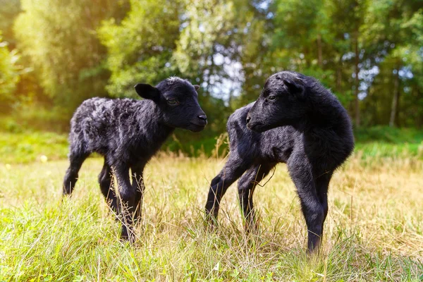 Çayırdaki küçük siyah bebek keçi. — Stok fotoğraf