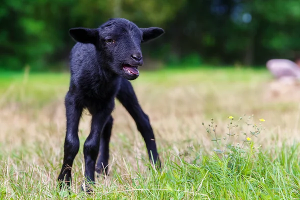 Çayırdaki küçük siyah bebek keçi. — Stok fotoğraf