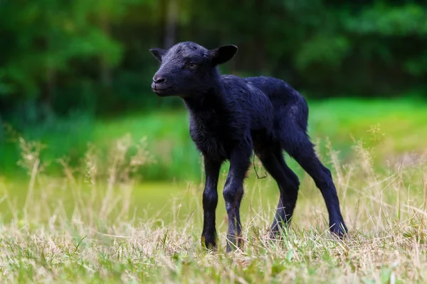 The little black baby goats in the meadow. — Stock Photo, Image