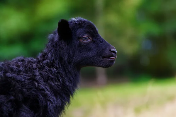 The little black baby goats in the meadow. — Stock Photo, Image