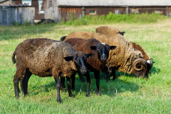 A herd of sheep grazing in a meadow in the village. — Stock Photo, Image