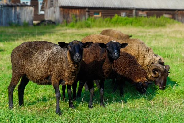 Köyde bir çayırda otlatma koyun sürüsü. — Stok fotoğraf