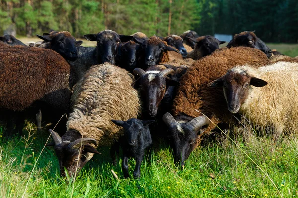 A herd of sheep grazing in a meadow in the village. — Stock Photo, Image