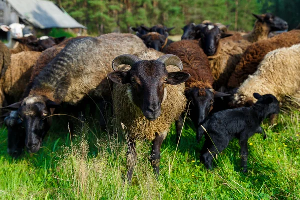 Köyde bir çayırda otlatma koyun sürüsü. — Stok fotoğraf