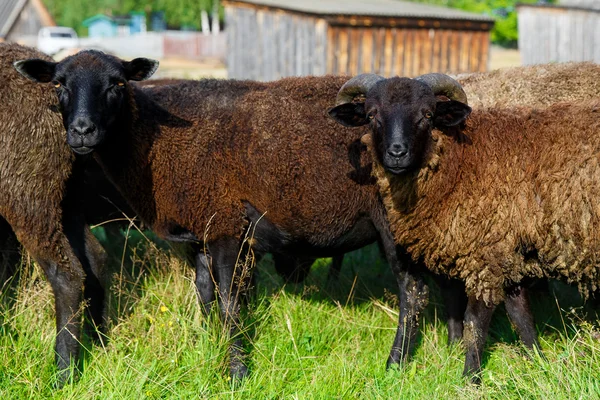 村の草原で放牧の羊の群れ. — ストック写真