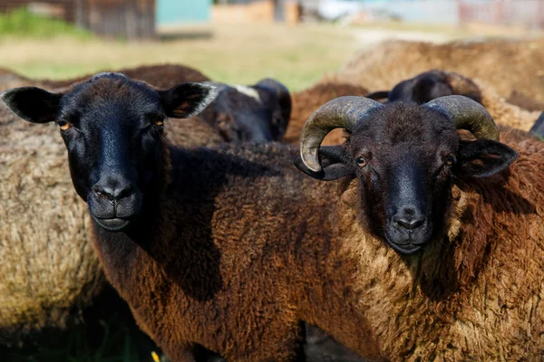 A herd of sheep grazing in a meadow in the village. — Stock Photo, Image