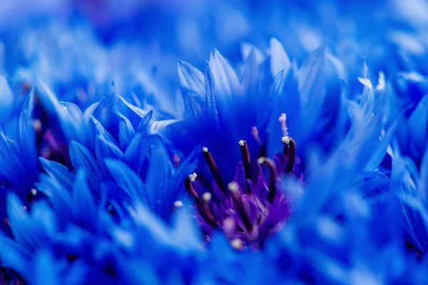 Красиві Весняні квіти Волошка синій версія на фоні. BL — стокове фото