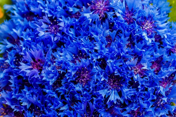 На заднем плане - весенние цветы голубой Centaurea cyanus. Bl — стоковое фото