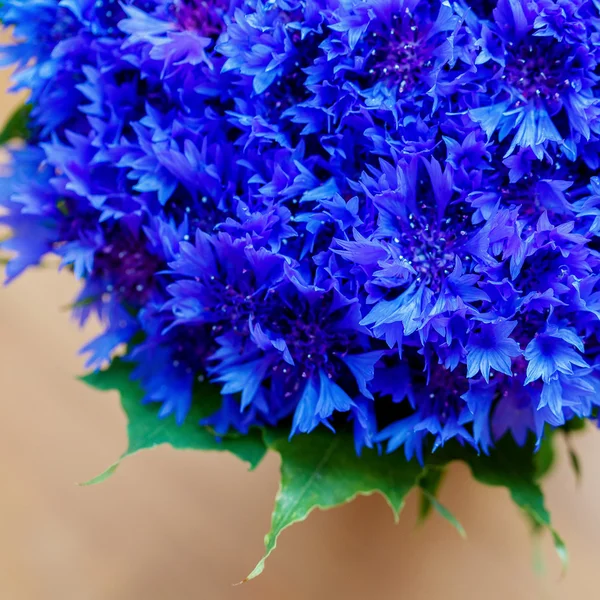 Prachtige lente bloemen blauw Centaurea cyanus op achtergrond. BL — Stockfoto