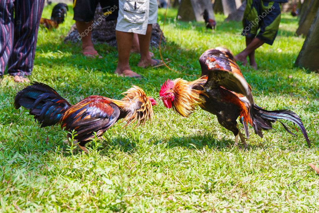 Philippine Traditional Cockfighting Competition On Green Grass Stock Photo Image By C Frolovaelena 125234596