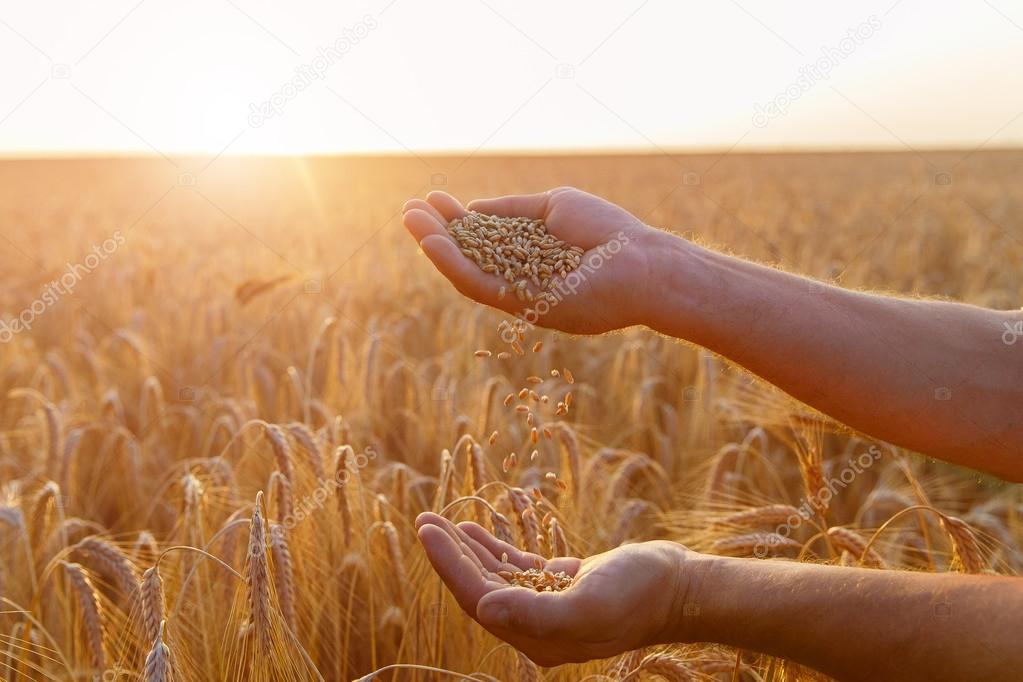 The hands of a farmer close up pour a handful of wheat grains in