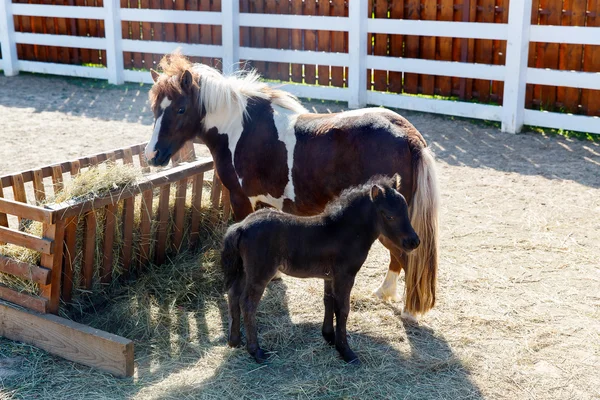 Anne ve tay dartmoor midilli (Equus ferus caballus) üzerinde otlatmak — Stok fotoğraf