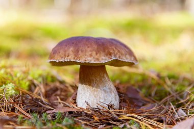 Boletus ormanda büyüyen mantar. Sonbahar Cep mantar. Mushr
