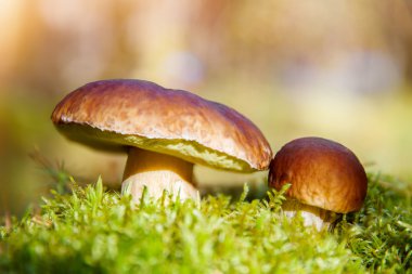 Boletus ormanda büyüyen mantar. Sonbahar Cep mantar. Mushr