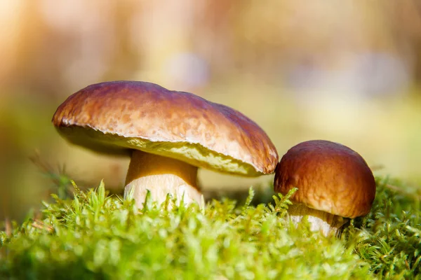 Грибы Болетус растут в лесу. Осенние грибы. Мушр — стоковое фото