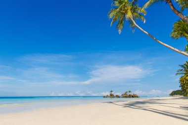 Beyaz kumlu tropikal plaj üzerinde güzel palmiye ağacı. Deniz ve Bor