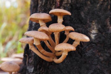 Tatlım mantarı (Armillaria mellea) mantar bir ormanda