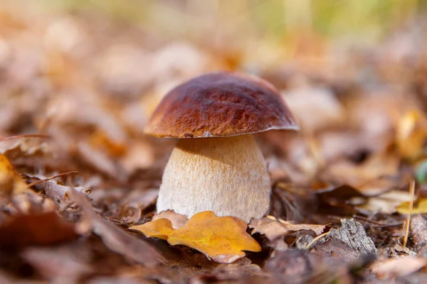 Грибы Болетус растут в лесу. Осенние грибы. Мушр — стоковое фото