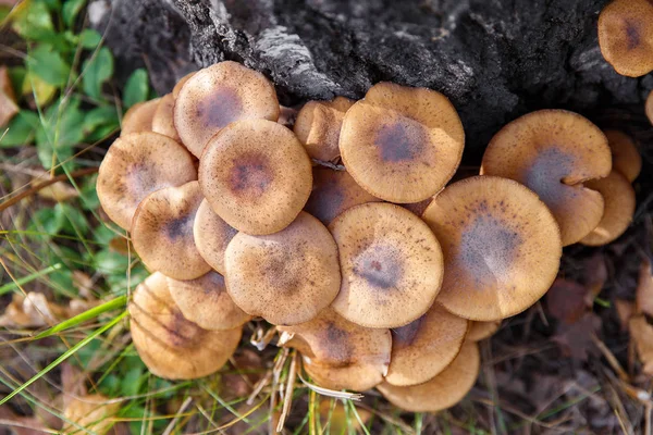 Honung svampen (Armillaria mellea) svamp i en skog — Stockfoto