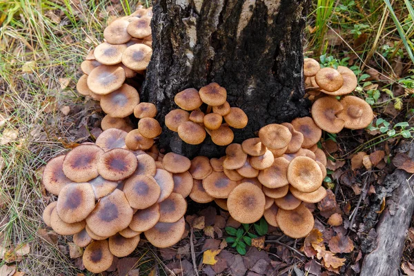 森林蜂蜜 （蜜环菌） 真菌蘑菇 — 图库照片