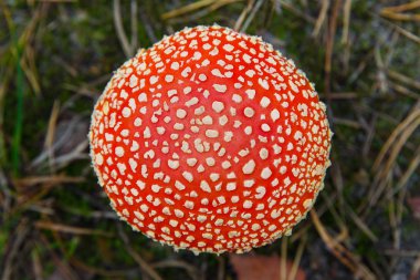 Sinek-agaric mantar bir ormanda, closeup fotoğraf