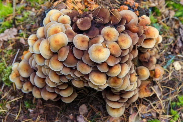 Champignon du miel (Armillaria mellea) champignon dans une forêt — Photo