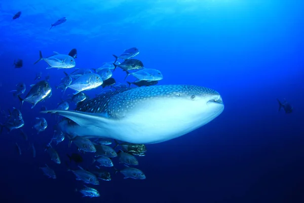 Baleia Peixes Nadando Subaquático Conceito Selvageria — Fotografia de Stock