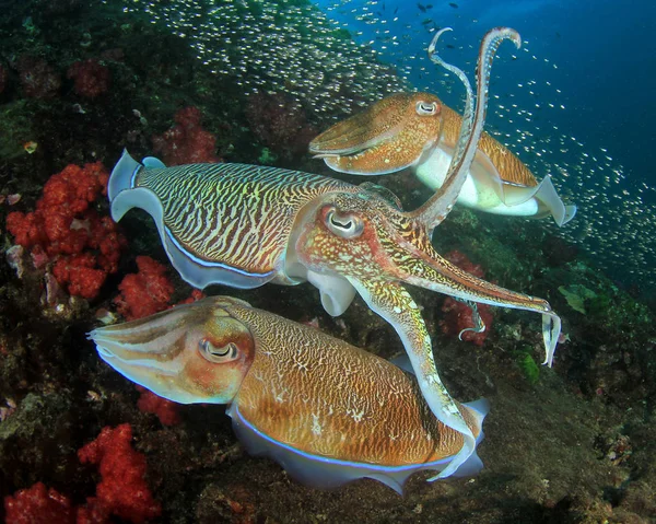 Primer Plano Calamarios Concepto Vida Bajo Agua —  Fotos de Stock