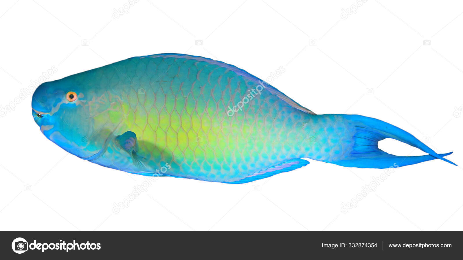 parrot fish tropical