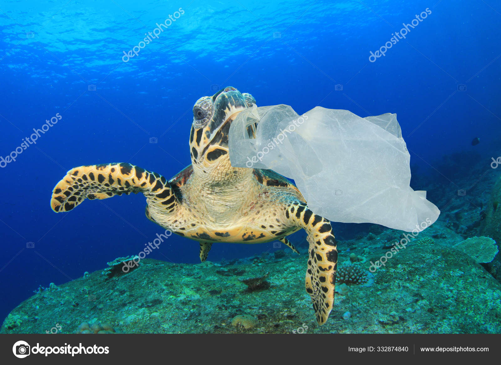 Leatherback Turtle Eating Plastic Bags
